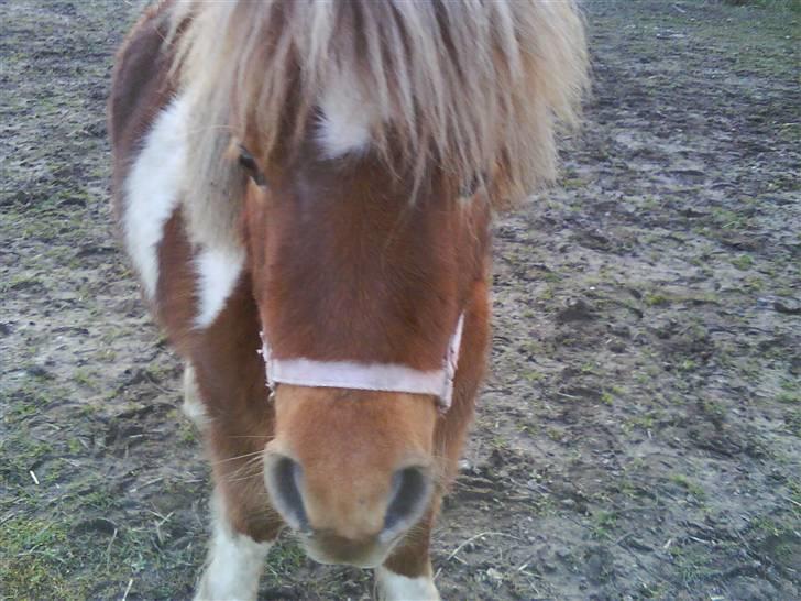 Anden særlig race Osvald (opr. af passer) - Osvald ser glad ud igen, det er helt vildt. billede 12
