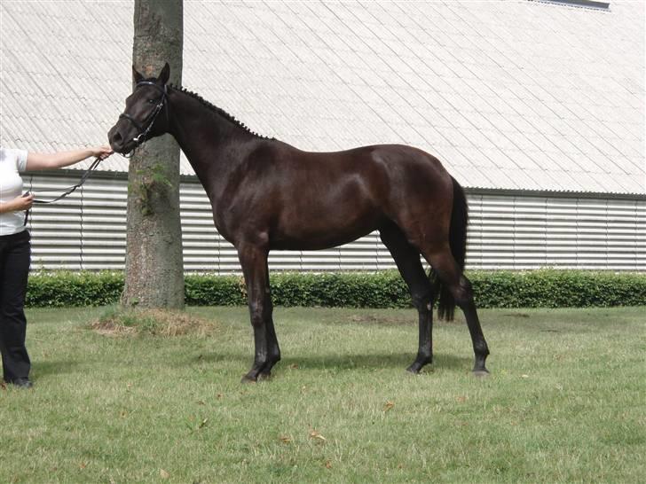 Trakehner Hedra<33 - min mor holder hedra lige efter hun blev koret:) (staves) billede 1