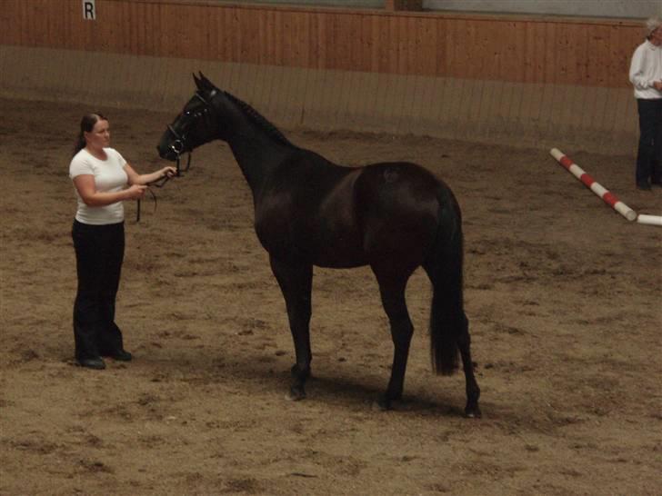 Trakehner Hedra<33 - lækker hva?? billede 2