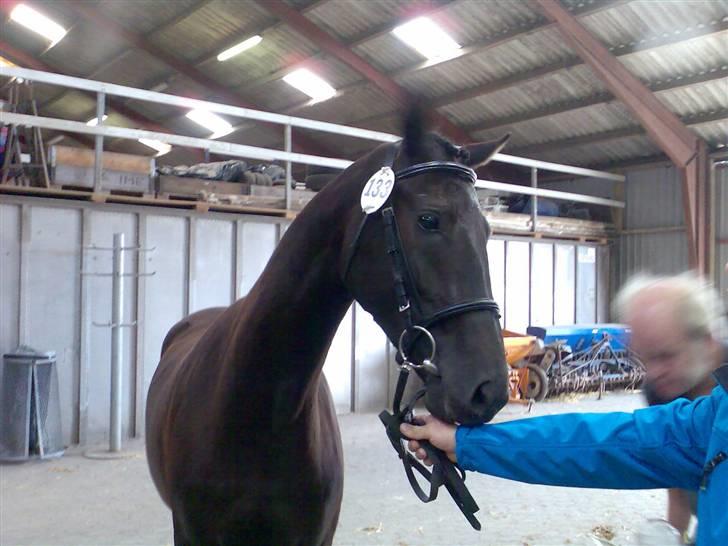 Trakehner Hedra<33 - er jeg ikk sød??+ billede 3