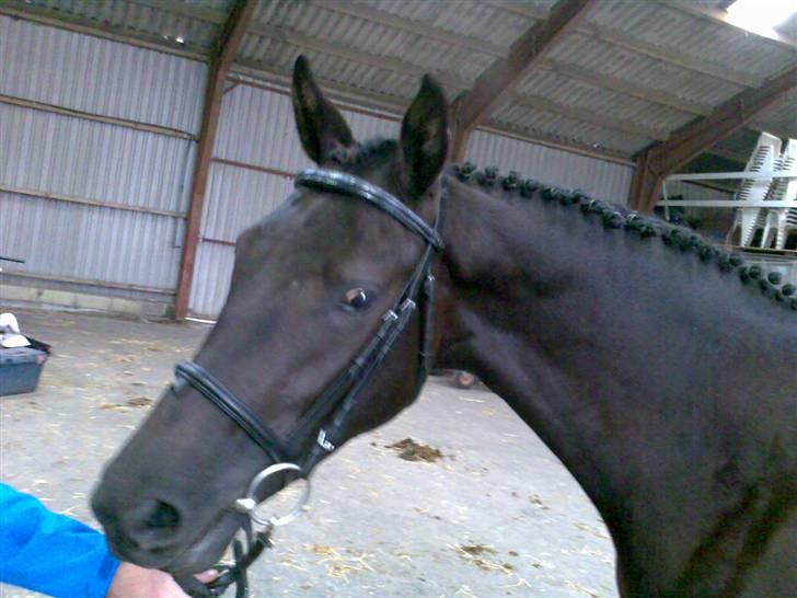 Trakehner Hedra<33 - hov din hånd er god at slikke på:) billede 4