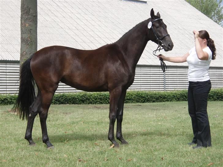 Trakehner Hedra<33 - fin hest!! billede 5