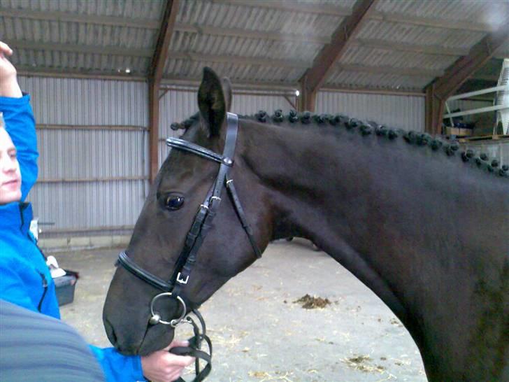 Trakehner Hedra<33 - læg en kommentar:D billede 6