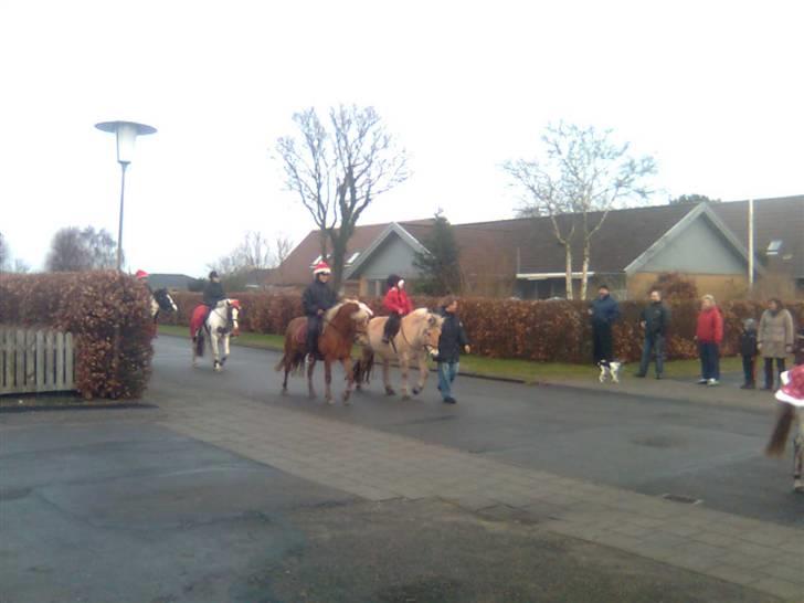 Haflinger Fanny billede 6