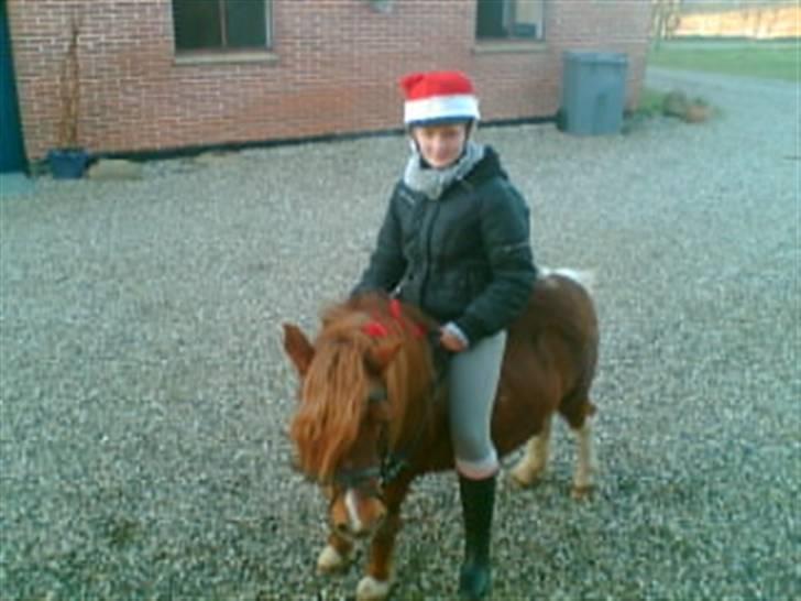Shetlænder Fritz  - Juledag 2008!  billede 14