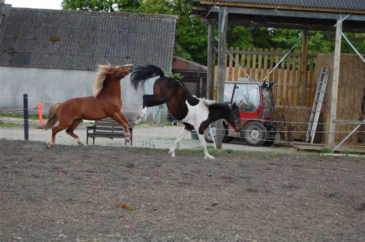New Forest Fencer Blue Skønager - Nyt fra 13 maj.. fencer og la cardo høs på banen :D billede 14