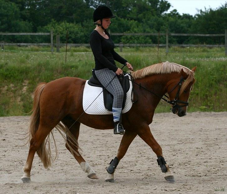 New Forest Fencer Blue Skønager - travbillede fra 8 juli 2010 Af Camilla Rosenlund / CR-FOTO billede 15