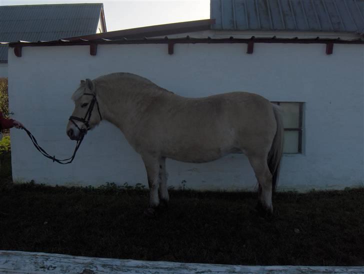 Fjordhest Musse *tidligere part* billede 12