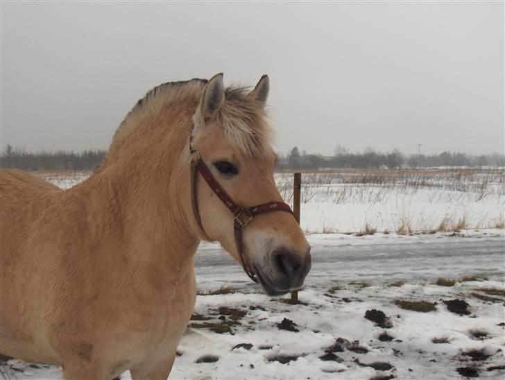 Fjordhest Musse *tidligere part* billede 13