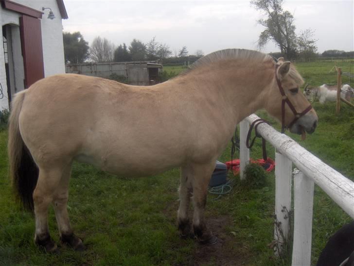 Fjordhest Musse *tidligere part* billede 14