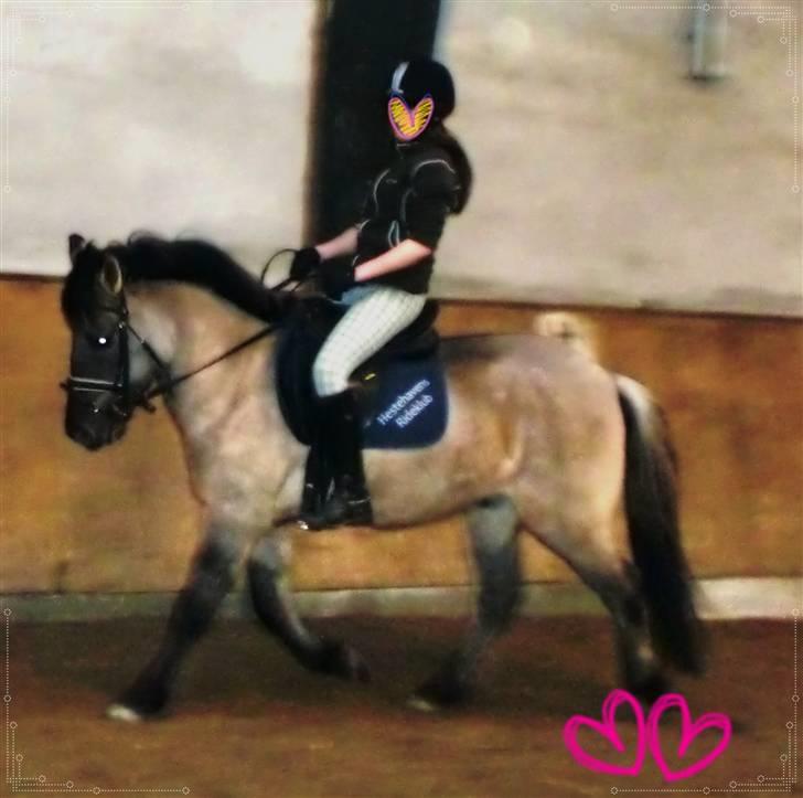 Konik Polski Herkules - Fordi han er en lækker pony?  (Foto: Dotte) billede 2