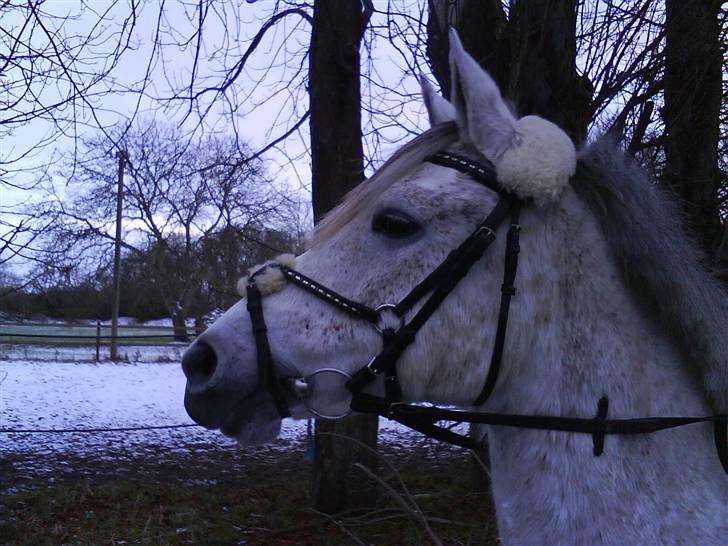 Anden særlig race Felixgårds Milky way <3   - Fordi at du var en bamse <3 billede 4