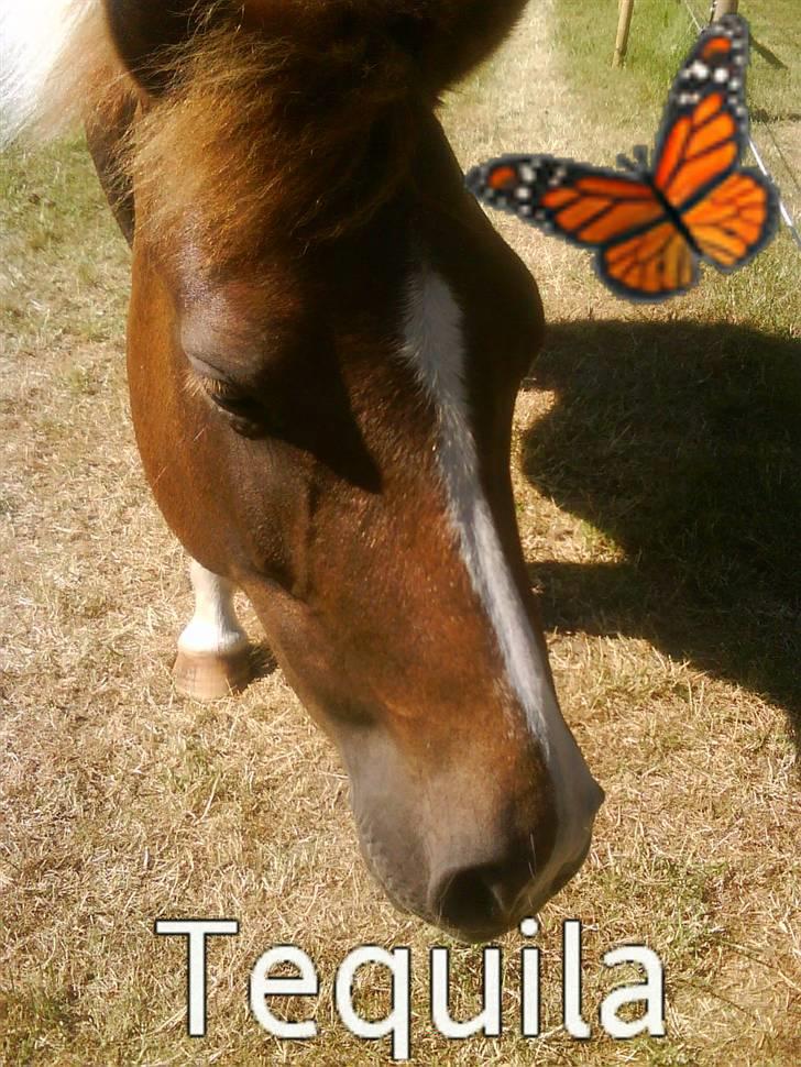 Anden særlig race Nordens Tequila Sunraise billede 9