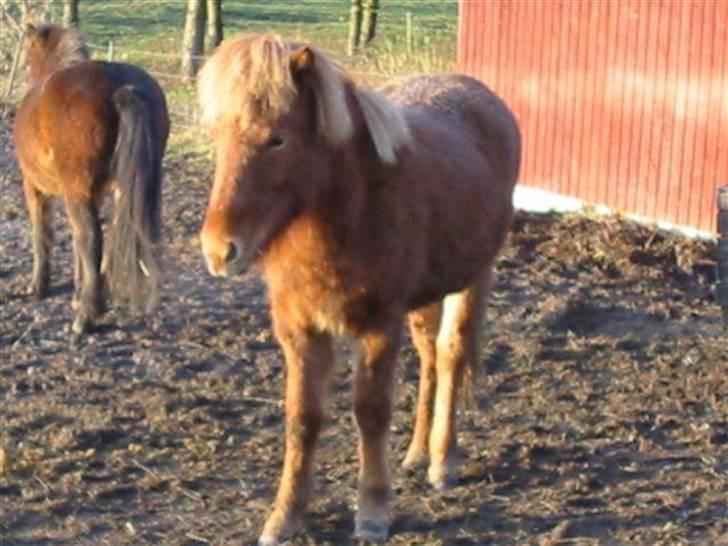 Islænder Ásta 002 fra Frederiksdal - Ásta da hun var ca. 1 år gammel :) billede 9