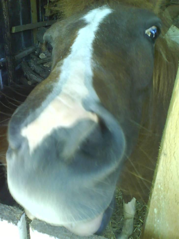 Anden særlig race Nordens Tequila Sunraise billede 10