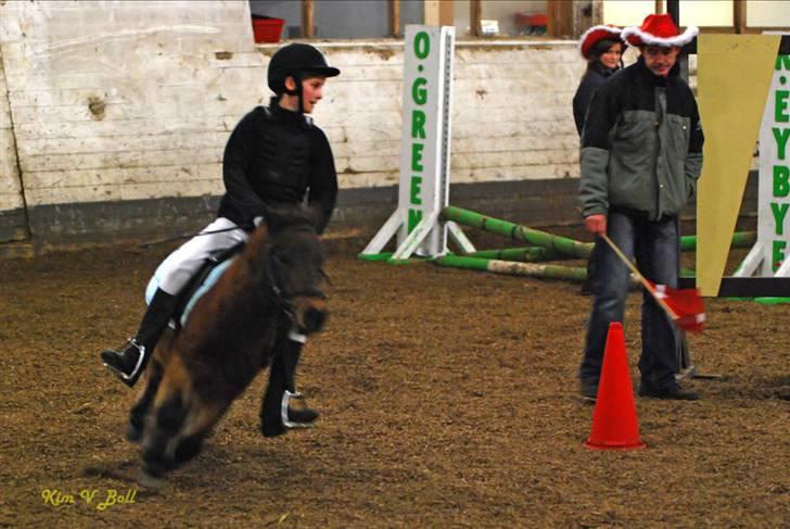 Shetlænder Tarzan * DØD * - ...Omspringning....        billede 17