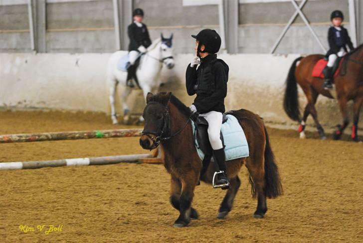 Shetlænder Tarzan * DØD * - Her varmer vi op til spring.  billede 18
