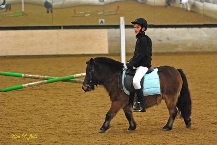 Shetlænder Tarzan * DØD * - Igen... billede 19