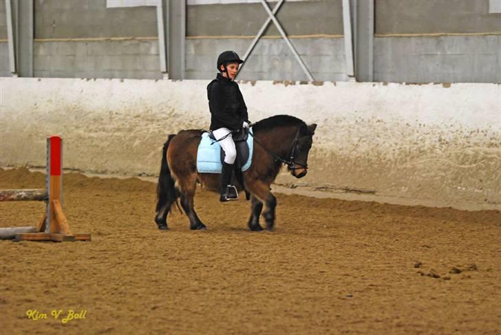 Shetlænder Tarzan * DØD * - Igen... billede 20