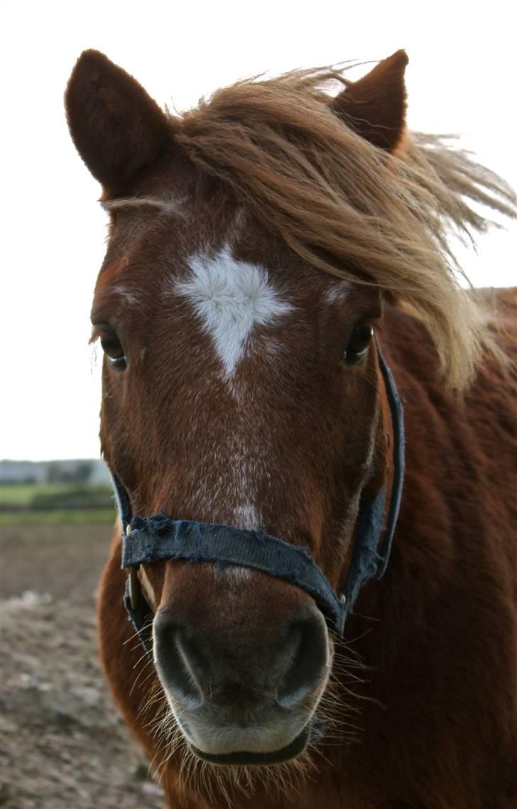Shetlænder bølle - bob bob bølle bob bob billede 12