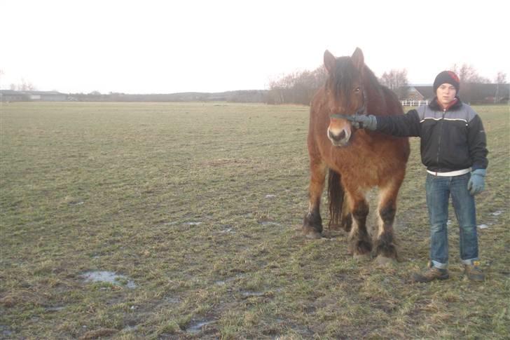 Belgier Dana af Jordrupskov billede 2