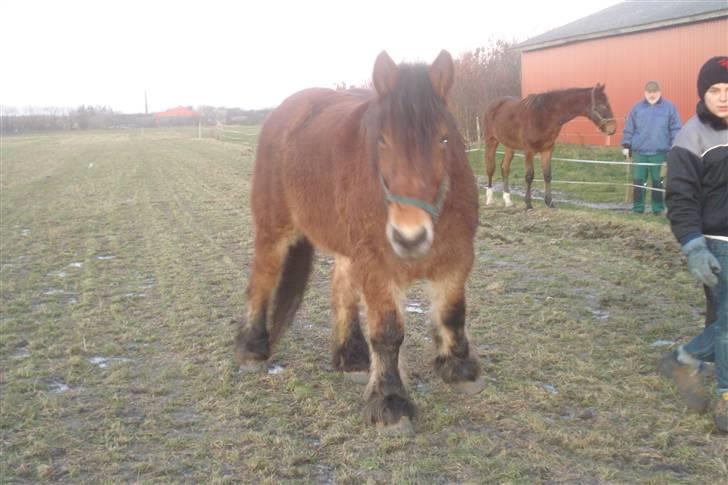 Belgier Dana af Jordrupskov billede 3