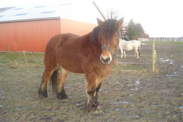 Belgier Dana af Jordrupskov billede 4