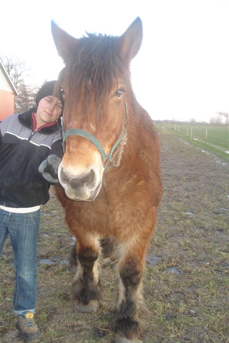 Belgier Dana af Jordrupskov billede 5