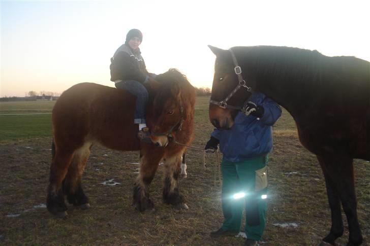 Belgier Dana af Jordrupskov billede 6