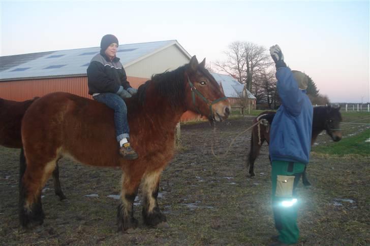 Belgier Dana af Jordrupskov billede 7
