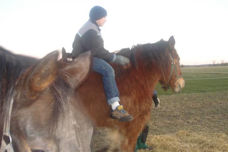 Belgier Dana af Jordrupskov billede 8