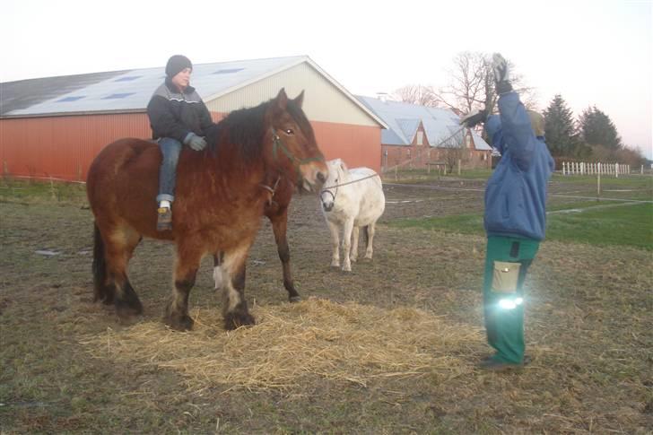 Belgier Dana af Jordrupskov billede 9