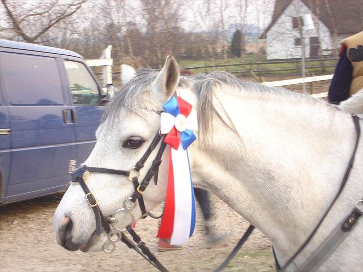 Welsh Mountain (sec A) Edelweis Rex SOLGT billede 2