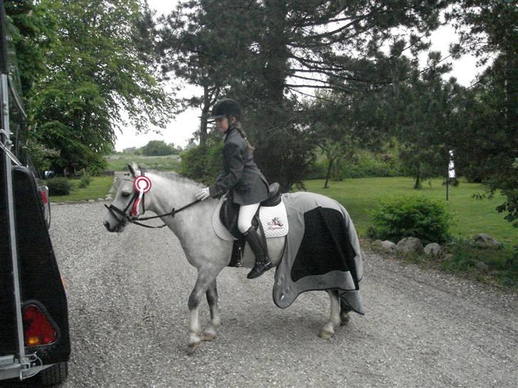 Welsh Mountain (sec A) Edelweis Rex SOLGT - Rex der viser sig frem med sin sløjfe på FAK<3<3<3 billede 3