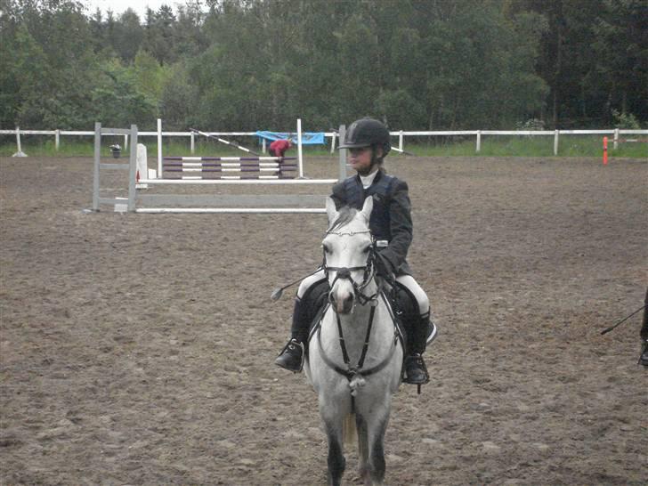 Welsh Mountain (sec A) Edelweis Rex SOLGT - Rex står parat til sin roset!!<3<3<3 billede 4