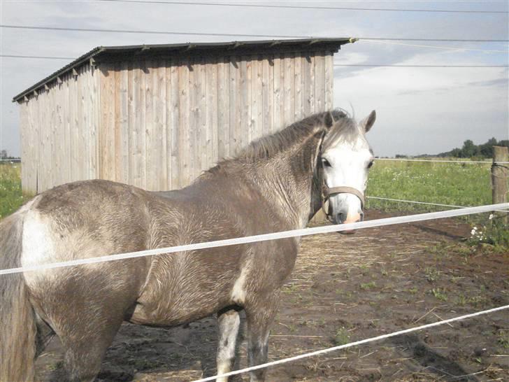 Welsh Mountain (sec A) Edelweis Rex SOLGT - Her har rex fået et mudder bad HA HA HA HA HA:D:D:D:D:D ja det var mindre sjovt at gøre ham ren!!!!!!!! billede 5