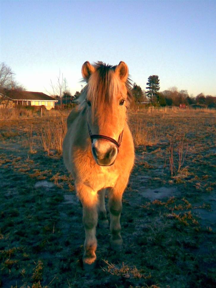 Anden særlig race Kiki (Gamle part) - Så smuk hun er i solnedgangen :-* Fotograf: Mig.. billede 2