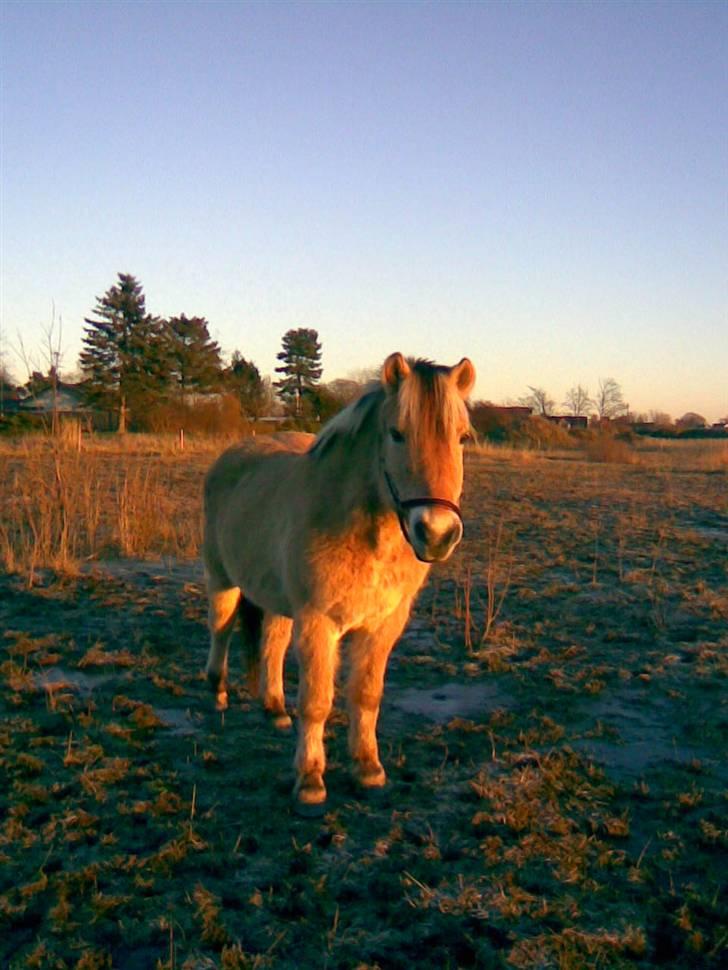 Anden særlig race Kiki (Gamle part) - Min smukke hoppe ;) Som ikke er min :´( Fotograf: Mig. billede 3