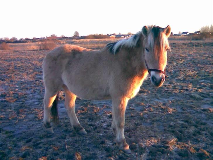 Anden særlig race Kiki (Gamle part) - Hun er sååå fiiin min Kiki :-* Fotograf: Mig. billede 4