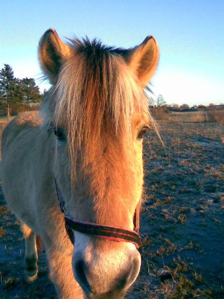 Anden særlig race Kiki (Gamle part) - Jeg syntes at hun er smuuuuk. Fotograf: Mig. billede 5