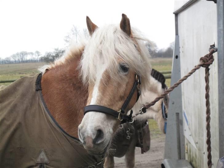 Tyroler Haflinger Aron billede 9