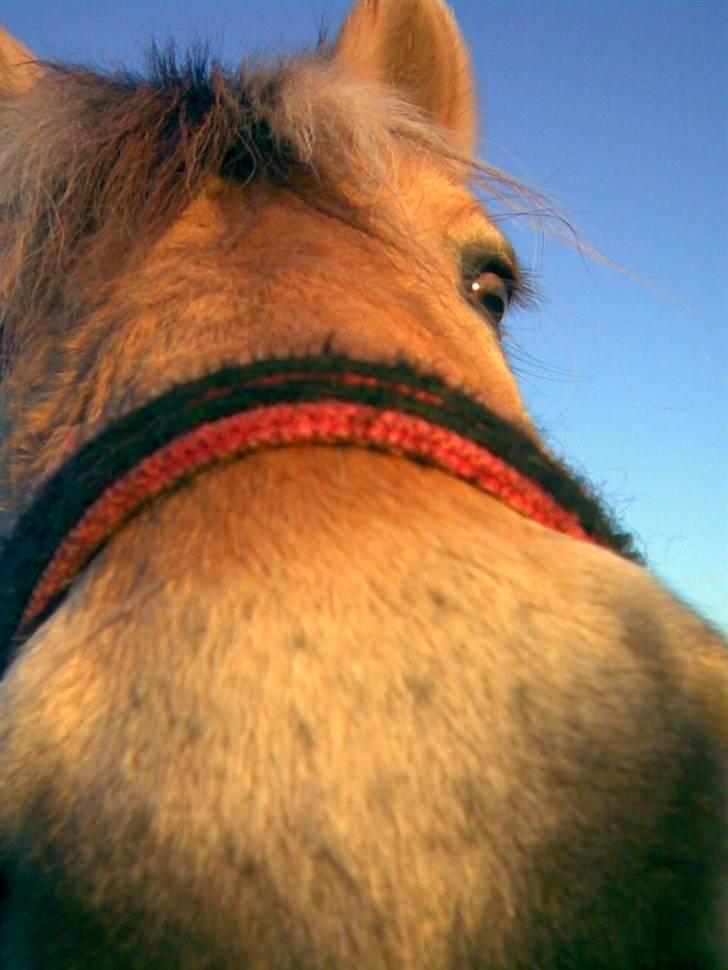 Anden særlig race Kiki (Gamle part) - Fjollet billede? Fotograf: Mig. billede 6