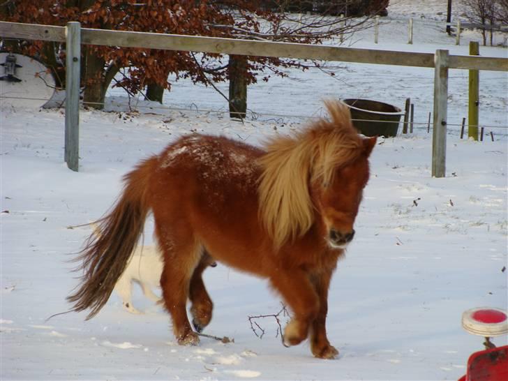 Miniature Jasmin billede 10