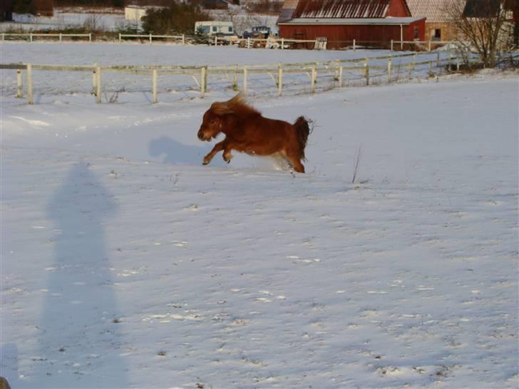 Miniature Jasmin billede 11