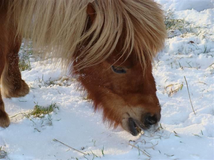 Miniature Jasmin billede 12