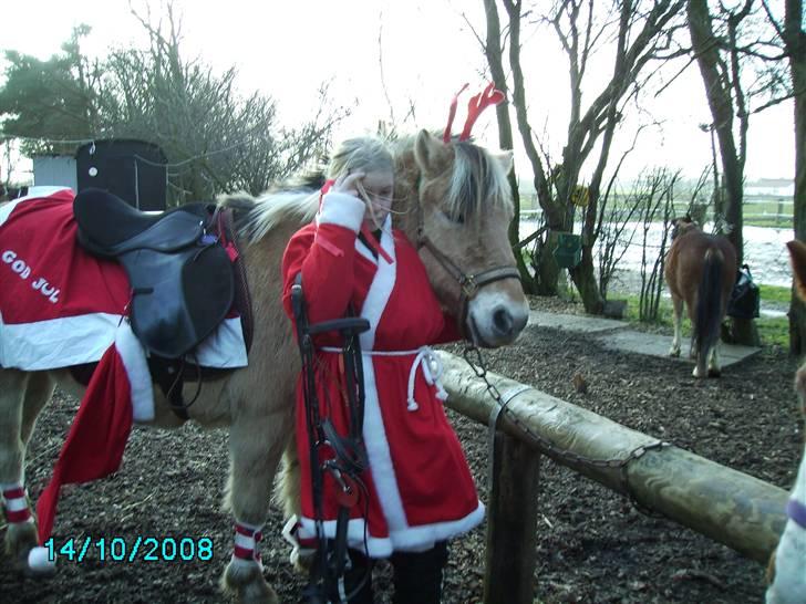 Anden særlig race Kiki (Gamle part) - På vej til juletur ;) I baggrunden heste ;) Fotograf: Maria, igen tror jeg ;D billede 8