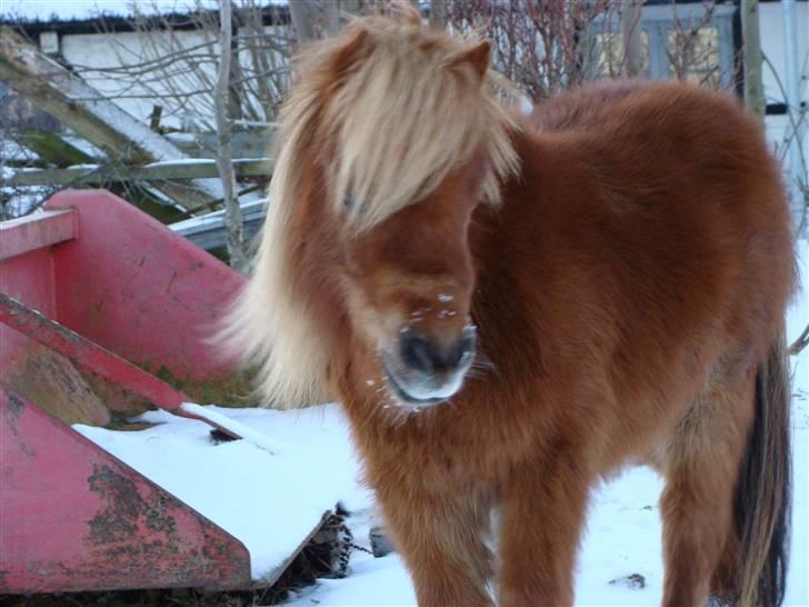 Miniature Jasmin billede 13