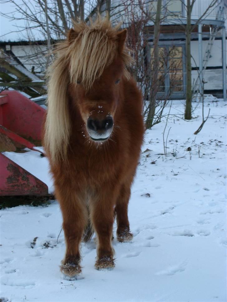 Miniature Jasmin billede 14