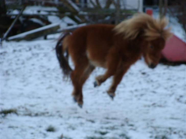 Miniature Jasmin billede 15