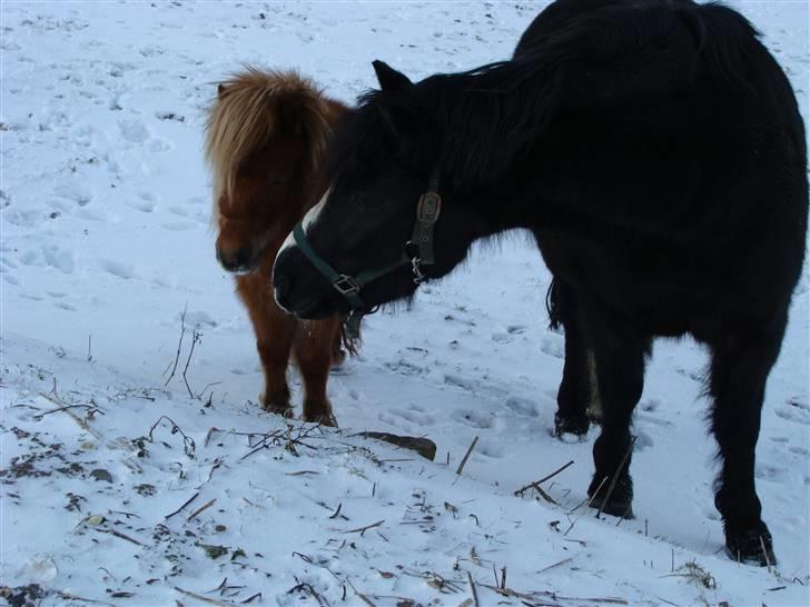 Miniature Jasmin billede 16